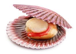 scotland scallop